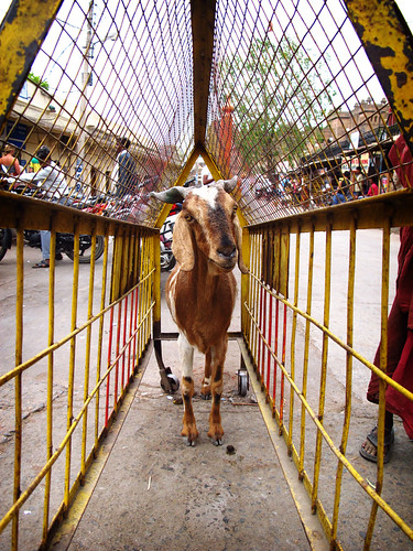 road travel india travelling animal asian asia indian goat southasia southasian madhyapradesh orchha animalphotography travelphotography madhyapradeshi