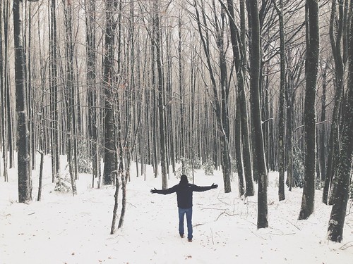 winter forest freedom amazing winterscape intothewild ilarialuciani iphoneography