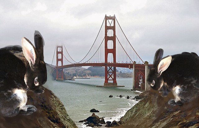 black rabbits and the Golden Gate Bridge on a misty day