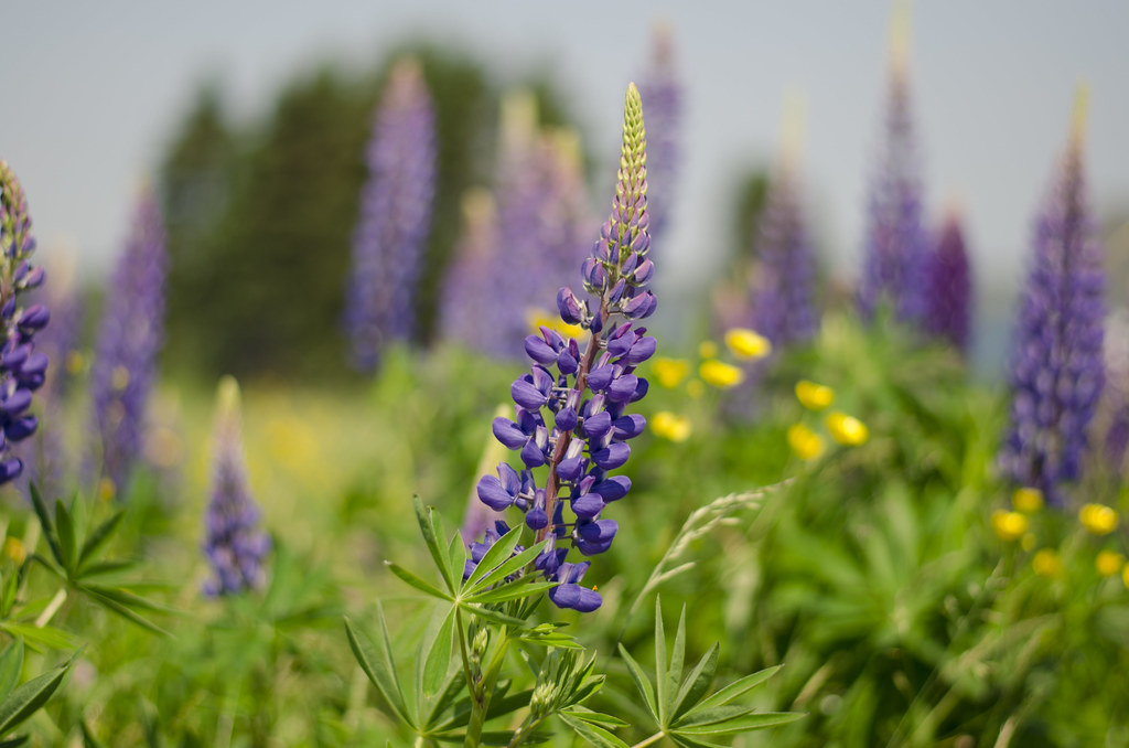 lupines 2