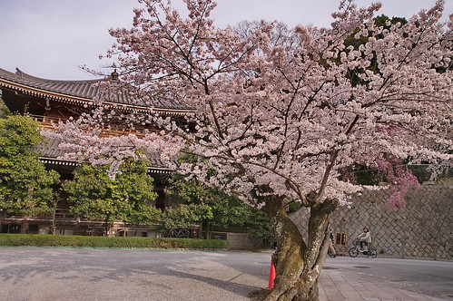 【写真】2013 桜 : 知恩院/2020-02-05/IMGP9274