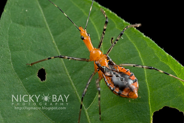 Assassin Bug (Reduviidae) - DSC_9460