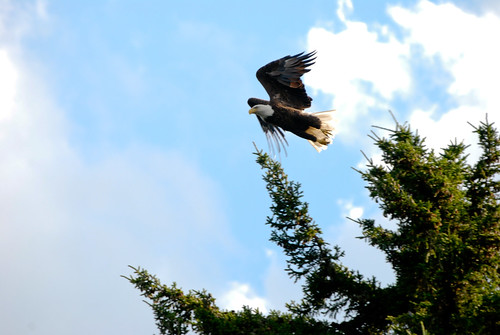 usa lake power eagle flight maine baldeagle junior strength birdsofprey penobscot