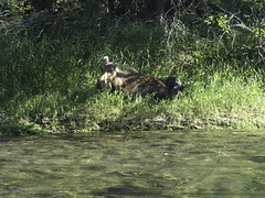 Mama Moose with her calves along the Swan River on our float trip