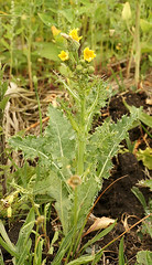 Sonchus asper, Family Asteraceae