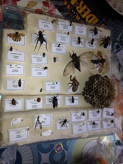 Our First Bug Box, 39 Insects Collected by my kids