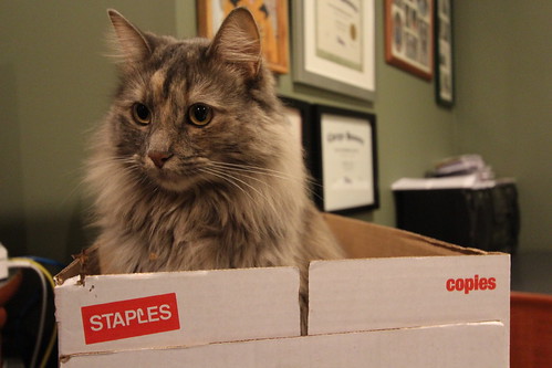 Staples has everything,,,,,,,,,,,,,,,, Including our new cat