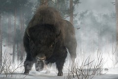 The use of buffalo