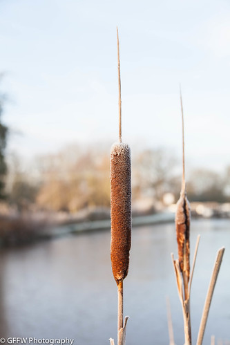 sun cold ice sunrise canal melting frost freezing worcestershire worcester bullrushes bullrush thawing