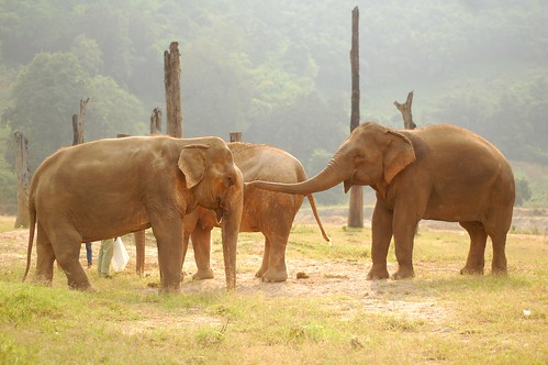 Elephant Nature Park 7