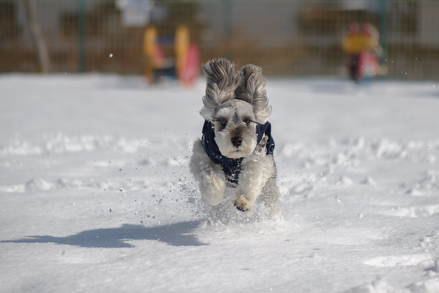 Snowplow Snow Dogg