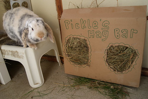Pickle & his 'hay bar'! 14210896281_52982e52e5