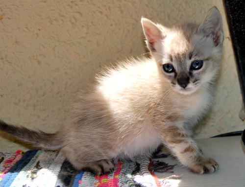 Vito, gatito siamés tabby point tímido y bueno, nacido en Abril´14, necesita hogar. Valencia. ADOPTADO. 14218154741_54c10264f2