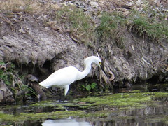 Snowy Egret - Louisiana by SpeedyJR