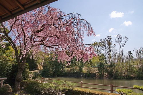 【写真】2013 桜 : 正法寺/2021-04-17/IMGP0087