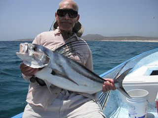 Awesome rooster fish