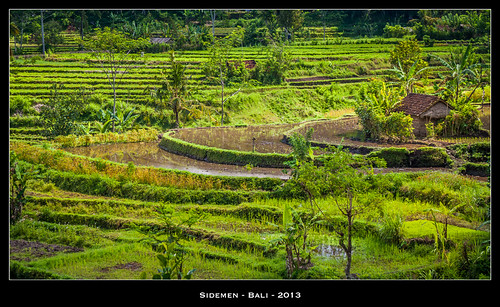 sidemen bali indonesie indonesia rizieres ricefields terrace vert gren paysage jpmiss olympus e620 asie asia