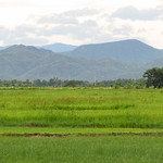 petchaburi-rice-fields2