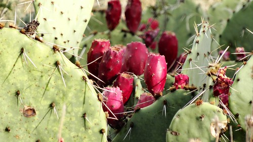 cactus pear prickly