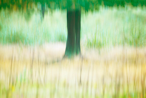 longexposure motion blur tree green yellow