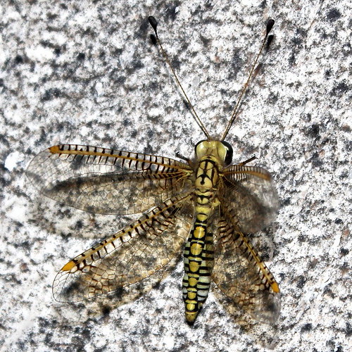insectindia owlfly ascalaphidae taxonomy:family=ascalaphidae biodiversityofsahyadri ogcogaster taxonomy:genus=ogcogaster helicomitus