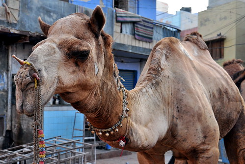 india camel bikaner rajasthan asienmanphotography