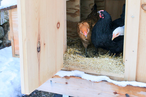 winter chickens in the coop
