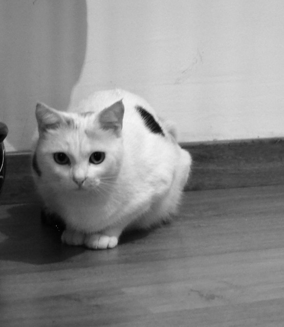 Michi, gatita tricolor muy blanca, una monadita nacida en Mayo´12 necesita hogar. Valencia. ADOPTADA. 12288165394_6c02e61a6d_z