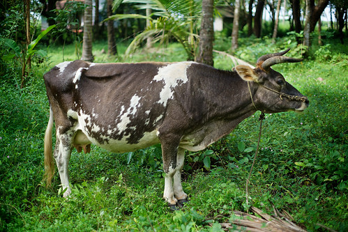 travel india tree green nature grass animal asian cow asia day adult outdoor traditional palm vegetation asie tradition fullframe arbre vache 50mmf14 inde 35mmprint pleinformat