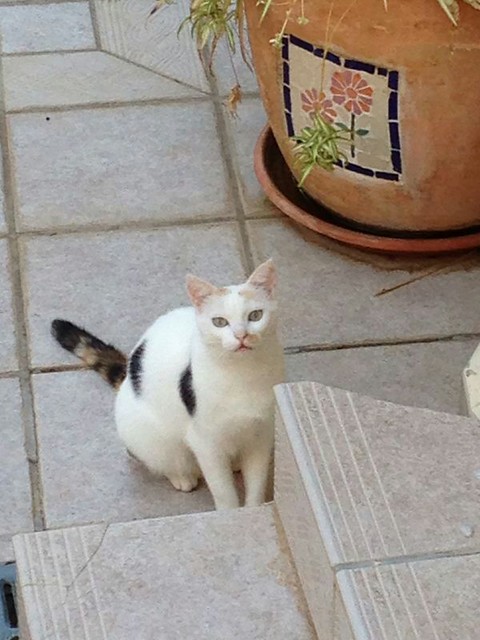 Michi, gatita tricolor muy blanca, una monadita nacida en Mayo´12 necesita hogar. Valencia. ADOPTADA. 14602017583_39a3d77c5a_z