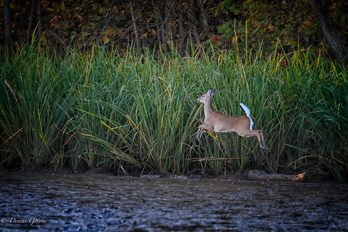 virginia action autumn deer doe fall jamesriver jump sunrise water wildlife richmond unitedstates us