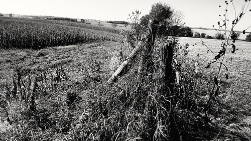 fence fencefriday rural old broken discarded dividingline forgotten ruraldecay hff