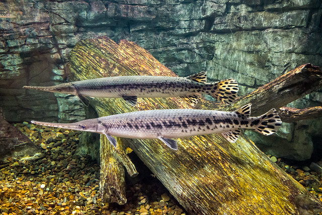Freshwater Gar, Garpike, Lepisosteidae, Long Fish, Freshwater, Gar