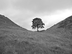 Sycamore gap - Somewhere between Dover and Nottingham