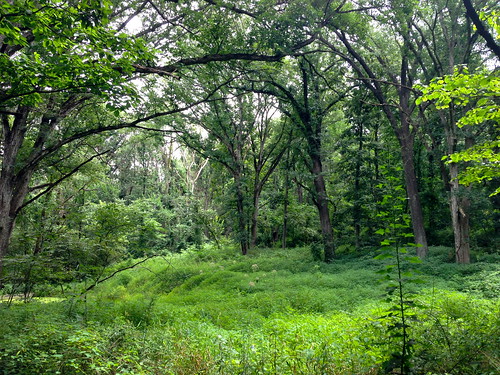 trees summer green forest illinois august prairie monticello iphone allerton allertonpark 2013 robertallertonpark