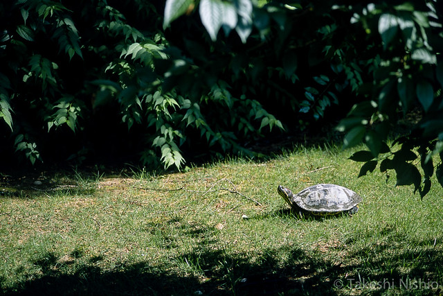 金沢城公園のカメ / Turtle at Kanazawa Castle Park