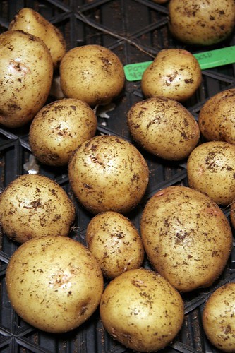 Yukon Gold potato harvest