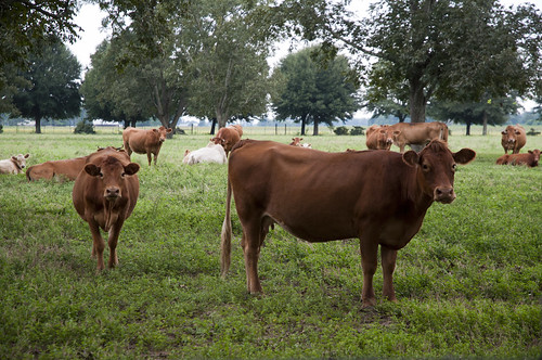 usa cow nikon unitedstates cattle florida farm milton treefarm santarosacounty whisperingpines d5000 fisherbray