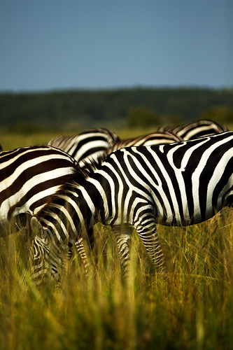 africa blackandwhite animals contrast colours kenya tourist zebra thephotographyblog