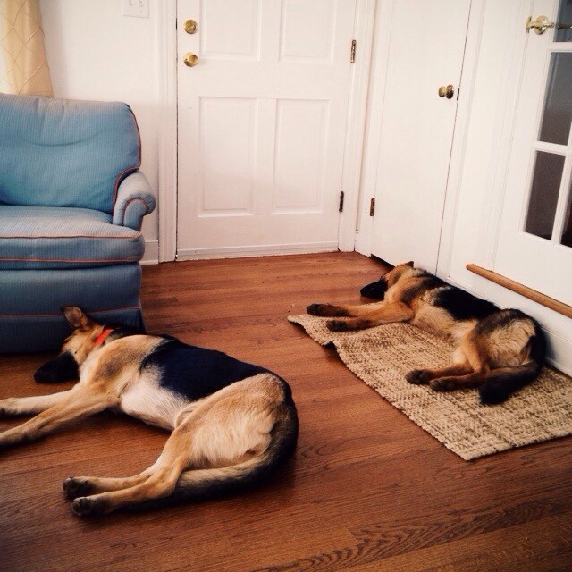 Synchronized sleeping. #babies #doglife #vscocam