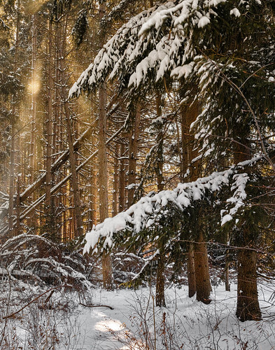 winter usa sunlight snow nature pine forest landscape woods day grove rays northeast pinetrees fallentrees pinegrove northeasternusa sigmadp2merrill genekraskophotography pwwinter