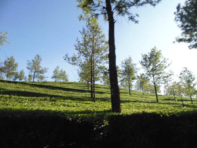 beautiful tea gardens in Eravikulam Nationa Park, Munnar