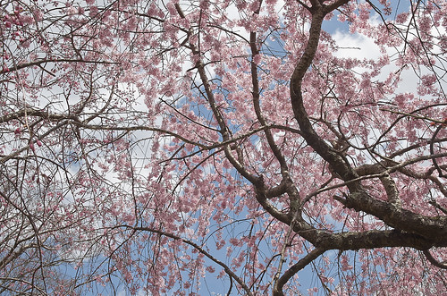 【写真】2014 桜 : 山越周辺/2021-03-24/IMGP5619