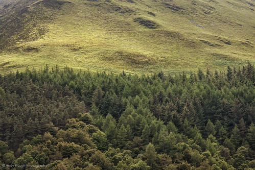 trees england green forest woodland unitedkingdom sony wave cumbria fell conifers a77 loweswater sonyalpha andyhough slta77 andyhoughphotography