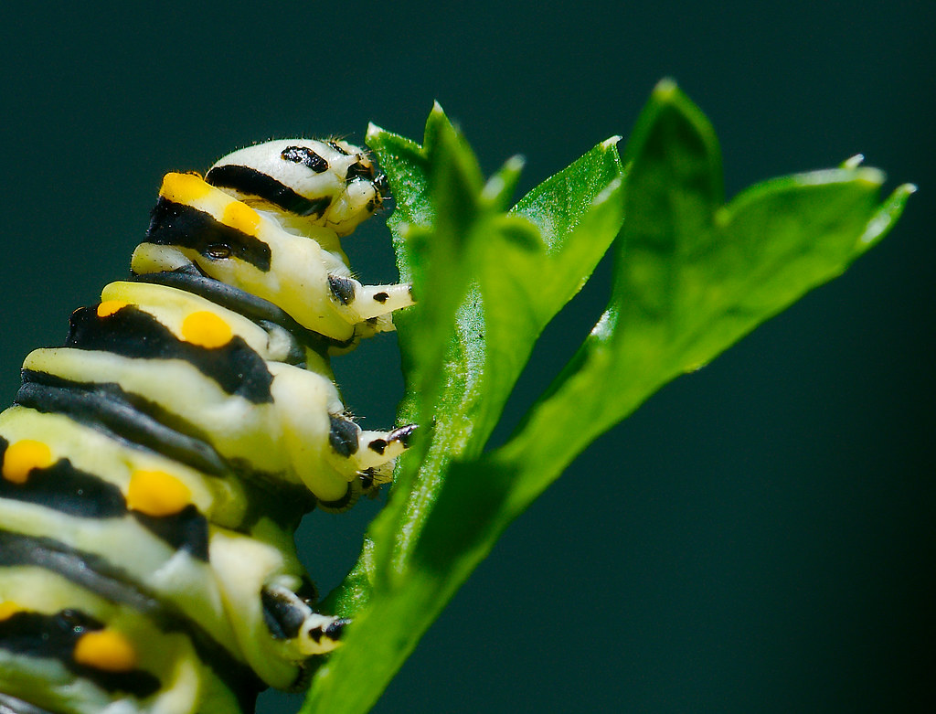 Caterpillar_28