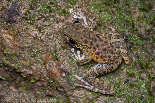 Larut Torrent Frog (Amolops larutensis) IMG_2146 copy