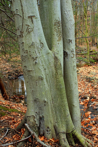 autumn trees nature creek forest moss stream pennsylvania branches roots creativecommons trunk fagusgrandifolia leaflitter clintoncounty americanbeech waynetownship waynetownshipnaturepark