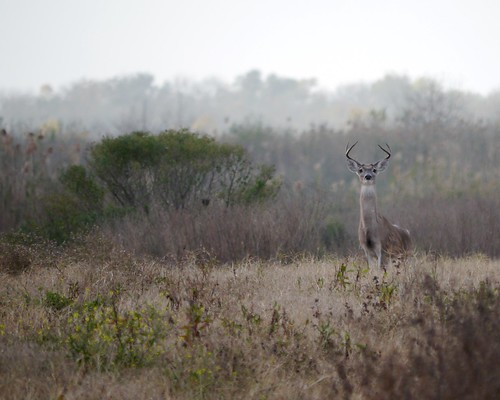 landscape mammal texas wildlife cbc g3 mikaelbehrens
