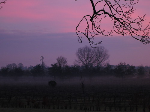 light mist tree yellow fog sunrise canon purple wine s100