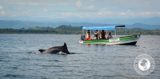 Dolphin Bay Bocas Del Toro
